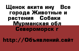 Щенок акита ину - Все города Животные и растения » Собаки   . Мурманская обл.,Североморск г.